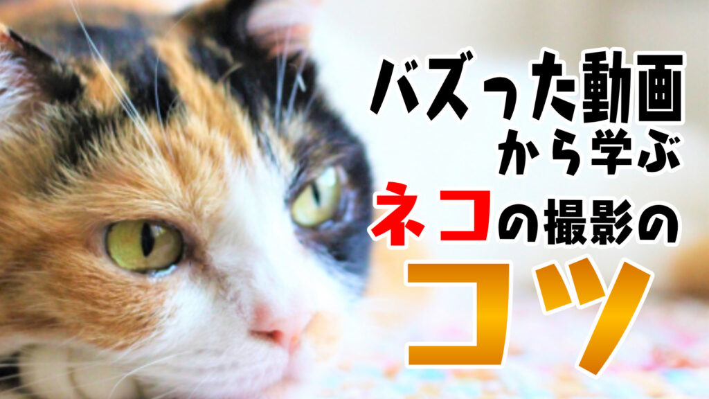ネコ撮影のコツ！｜愛らしい姿を動画で保存しておこう！【参考：もちまる日記さん】