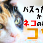 ネコ撮影のコツ!|愛らしい姿を動画で保存しておこう!【参考:もちまる日記さん】
