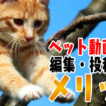 【思い出よ永遠に】ペット動画をYouTubeに投稿するメリットとは?